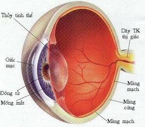 Thủy tinh thể mềm đa tiêu Tecnis Multifocal 1 ZMB00